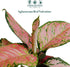 2" CoollectivePlants Aglaonema Red Valentine Live Plant in Growers Pot Chinese Evergreen, Indoor Low Maintenance