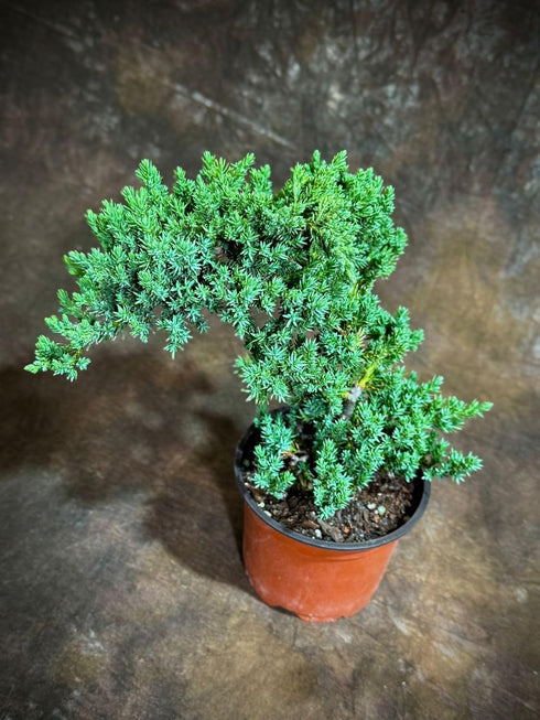 Generic 4" PLANTVERS Juniper Procumbens in a Grow Pot Live Bonsai Tree Dwarf Japanese Garden Bonsai Indoor/Outdoor
