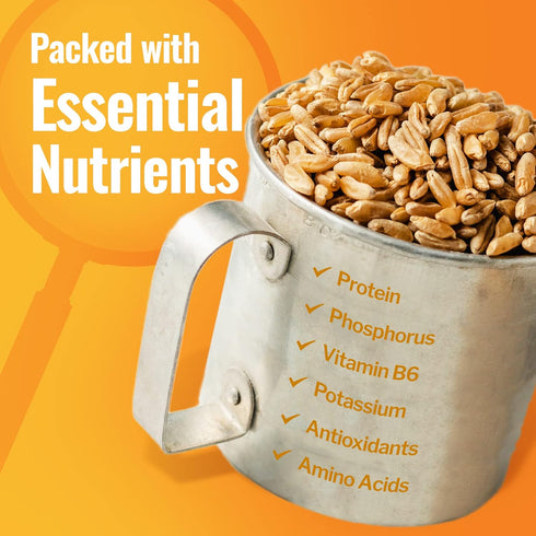 100% 5 lbs Grand Teton - Ancient Grains Khorasan Wheat Berries, Organic Berries, Premium Food-Grade Khorasan Grain