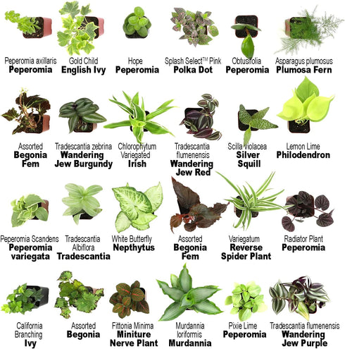 (12PK), Altman Plants Live Houseplants Indoor Plants for Delivery Prime, Live Plants and Gardening Gifts for Plant