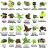 (12PK), Altman Plants Live Houseplants Indoor Plants for Delivery Prime, Live Plants and Gardening Gifts for Plant