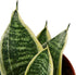 4 Sansevieria trifasciata Superba Live Plant in Pot Dwarf Snake Plant with Golden Variegated Leaves Mother in Law