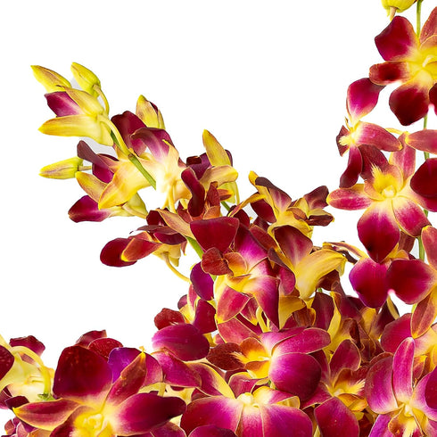 Generic 10 Fresh Cut Orchids Flowers Bouquet - PRIME QUALITY - Perfect for Weddings, Birthdays, Anniversaries, Gifts