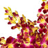 Generic 10 Fresh Cut Orchids Flowers Bouquet - PRIME QUALITY - Perfect for Weddings, Birthdays, Anniversaries, Gifts