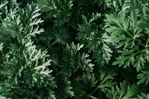 100% 1.76oz 50g Wormwood Herb - Used In Absinthe - Flavoring For Spirits And Wines, Including Bitters, Vermouth