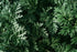 100% 1.76oz 50g Wormwood Herb - Used In Absinthe - Flavoring For Spirits And Wines, Including Bitters, Vermouth