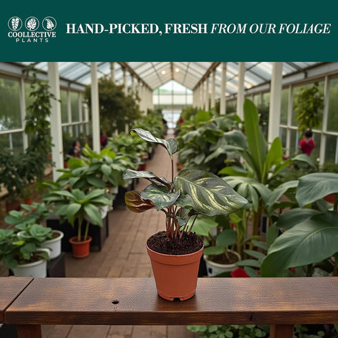 2" Calathea Makayona Live Plant in Growers Pot Easy Care Indoor Houseplant, Low Maintenance Tropical Prayer Plant, Pet