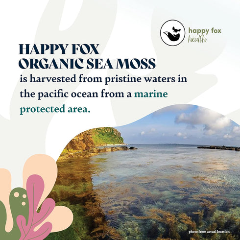 HAPPY FOX Organic Sea Moss Raw Gold, Makes 75oz of Seamoss Gel, Certified Non-GMO Superfood, 100 gram Bag