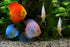 Aquatic Foods Inc. 5oz. Community 5oz Mysis Shrimp, Freeze Dried Mysis Shrimp & Bits for All Tropicals, Saltwater