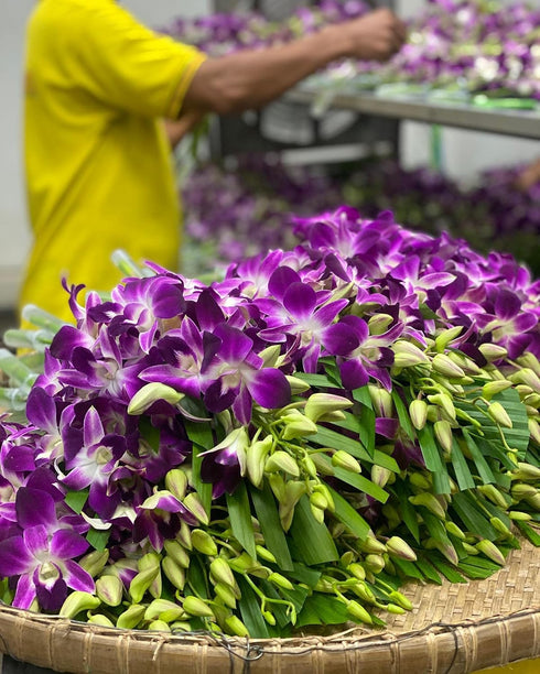 (10 Sunne Tropical OrchidClub USA Fresh Cut Flowers Orchids Stems Dendro PURPLE)