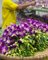 (10 Sunne Tropical OrchidClub USA Fresh Cut Flowers Orchids Stems Dendro PURPLE)