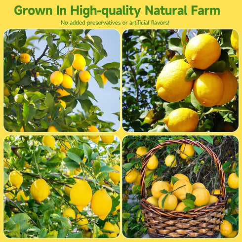 Slices,8.82oz/250g, Cocktails,100% Dried Lemon Dehydrated Fruit Slices For Natural No Additives No Sugar Added,Natural