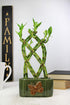 8 NW Wholesaler - Stalk Trellis Lucky Bamboo Plant Arrangement - Indoor Trellis Plant, House Plant, Feng Shui Lucky