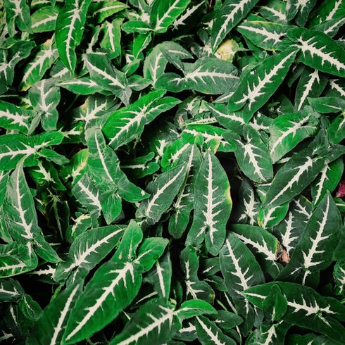 4 Inch Syngonium Black Velvet - Live Plant in a Pot - Syngonium Wendlandii - Stunning Houseplant with Unique Foliage