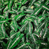 4 Inch Syngonium Black Velvet - Live Plant in a Pot - Syngonium Wendlandii - Stunning Houseplant with Unique Foliage
