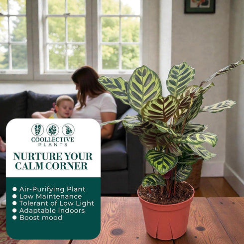 6 CoollectivePlants Calathea Makoyana Live Indoor Plant in Grower Pot, Easy Care Tropical Houseplant, Low Maintenance