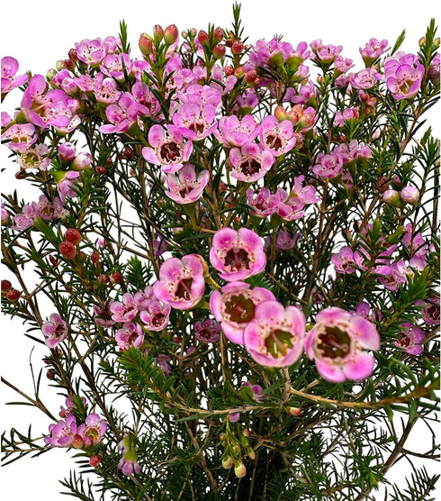 15 Pink Wax flower Fresh Cut Flowers Good flowering period Long flowering period Next day delivery Fresh Delivery