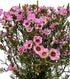 15 Pink Wax flower Fresh Cut Flowers Good flowering period Long flowering period Next day delivery Fresh Delivery