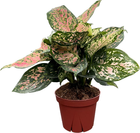CoollectivePlants Aglaonema Katrina | Live Indoor Chinese Evergreen Plant in 4" Pot,