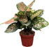 CoollectivePlants Aglaonema Katrina | Live Indoor Chinese Evergreen Plant in 4" Pot,