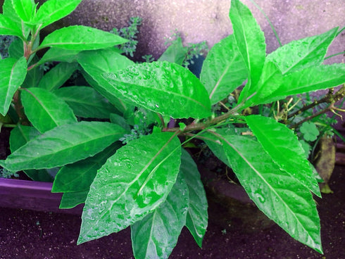 Longevity Spinach - Sabugai - Gynura procumbens - Edible Houseplant - 4"