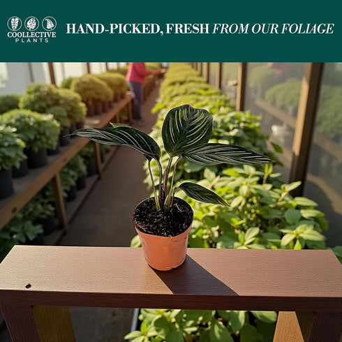 6" Calathea Beauty Star Live Plant in Growers Pot Easy Care Indoor Houseplant, Low Maintenance Tropical Prayer Plant