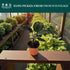 6" Calathea Beauty Star Live Plant in Growers Pot Easy Care Indoor Houseplant, Low Maintenance Tropical Prayer Plant