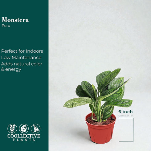 4 Inch (6" Monstera Peru | Live Plant in a Growers Pot | Live Indoor, Easy to Grow, Easy to Care, and Low Maintenance