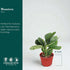 4 Inch (6" Monstera Peru | Live Plant in a Growers Pot | Live Indoor, Easy to Grow, Easy to Care, and Low Maintenance