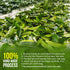 75 100% FreshDrinkUS, Premium Soursop Graviola Leaf Tea Bags, Natural and Pure from Soursop Leaves, Handmade, Made