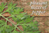 18 Organic Mugwort Tea, Bleach-Free Tea Bags Organic Tea Improves Digestion, and Acts as an Emotional Relaxant, No GMOs