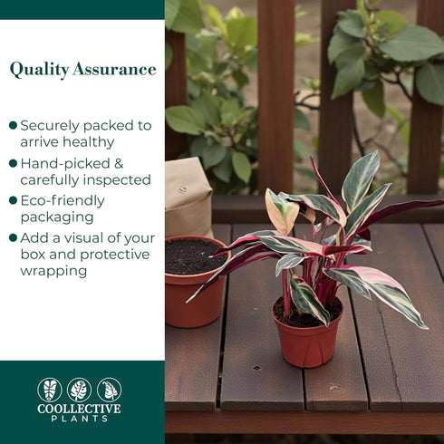 6" CoollectivePlants Stromanthe Triostar Live Plant in Pot Tricolor Indoor Houseplant, Pink Green White Variegated