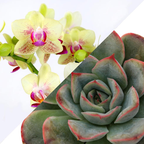 4" Green Circle Growers Yellow Orchid and Succulent Duo in White Pot with Mom Pick, Indoor Live Plants, House Plant