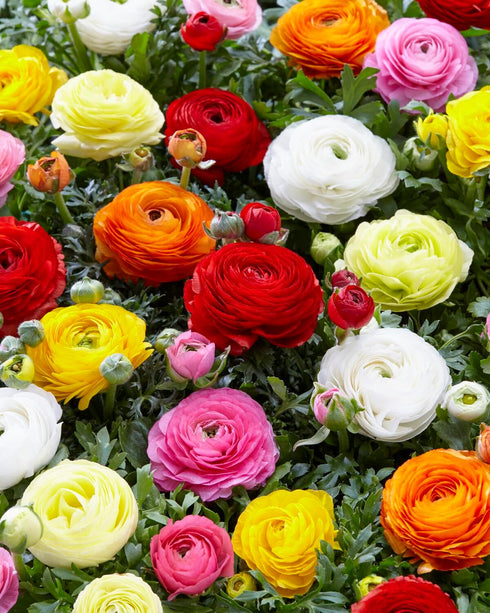 12 French Peony Mixed Ranunculus - Largest Size Corms