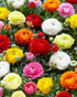 12 French Peony Mixed Ranunculus - Largest Size Corms