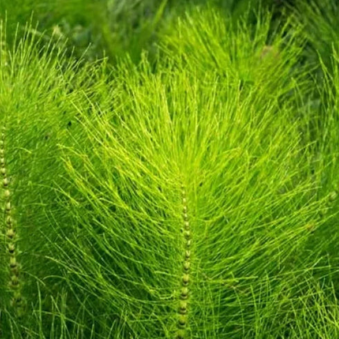 Horsetail 2 lb Jovvily Herb - - Cut & Sifted - Herbal Tea - No Fillers Or Additives
