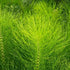 Horsetail 2 lb Jovvily Herb - - Cut & Sifted - Herbal Tea - No Fillers Or Additives