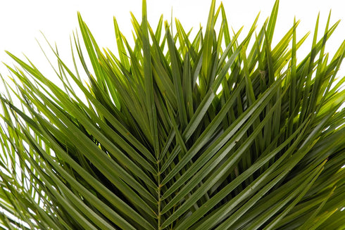 Generic (20 31" Fresh Cut Palm Robellini Leaves for Wedding and Event Decoration | Home Decor Stems/Bunch, Approx.