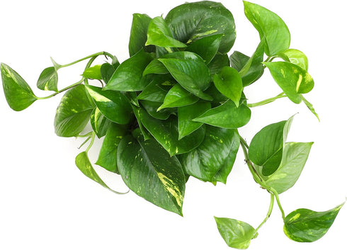 1 Count Golden Pothos Plant Live in Hanging Planter Pot Live by Plants for Pets