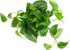 1 Count Golden Pothos Plant Live in Hanging Planter Pot Live by Plants for Pets