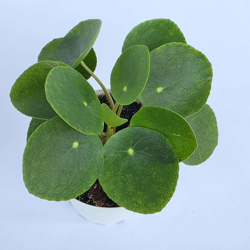 Chinese Money Plant Live (Pilea Peperomioides) | Available in 2.5 Inch &