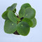 Chinese Money Plant Live (Pilea Peperomioides) | Available in 2.5 Inch &