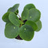 Chinese Money Plant Live (Pilea Peperomioides) | Available in 2.5 Inch &