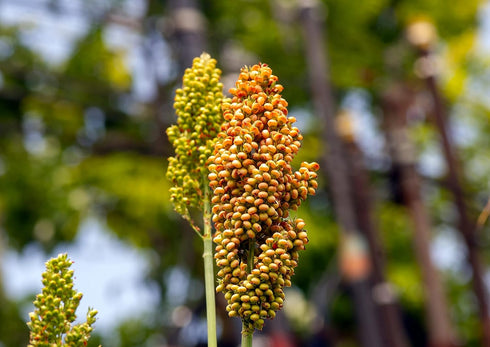 3 Food to Live Organic White Sorghum Flour, Pounds Non-GMO, Finely Ground, Pure, Raw. Good Source of Protein and Fiber.