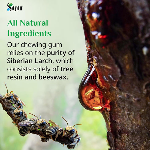 Sayan Sugar-Free All Natural Chewing Gum, 6 Packs (96 Pieces) of Siberian Pine Tree Resin and Beeswax for Fresh Breath
