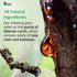 Sayan Sugar-Free All Natural Chewing Gum, 6 Packs (96 Pieces) of Siberian Pine Tree Resin and Beeswax for Fresh Breath