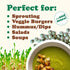4 Food to Live Whole Dried Green Peas, Pounds Green Vatana, Sproutable, Vegan, Kosher, Bulk. Pre-Soak Needed. Rich