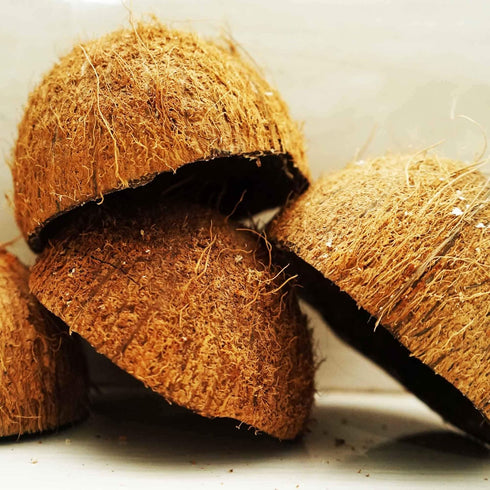 Natural Coconut Bowl Halves, 2 Pack for Handicraft, Pet Feeder, Candle Maker, Christmas & Halloween Decor