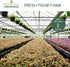 2". Pixies Gardens Gorgeous Bonsai with Very Attractive Pot Size: Growing Zones: Indoor. Green