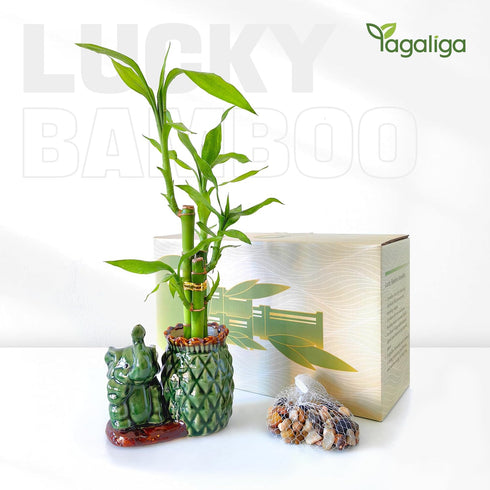 3-Stalk (26 18) Set Lucky Bamboo + Live Indoor Plant Elephant & Pineapple Ceramic Pot with Pebble Bag